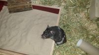 2 Hamster samt Käfig suchen neues zu Hause Rheinland-Pfalz - Thalfang Vorschau