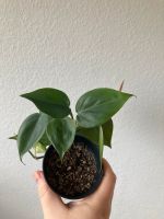 Philodendron Scandens Ableger Eimsbüttel - Hamburg Stellingen Vorschau