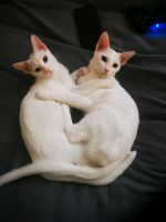Hauskatzen Mia und Amy West - Höchst Vorschau
