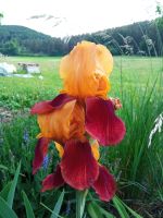 Iris Barbata Rost-Rot Bayern - Pottenstein Vorschau