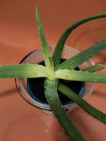 Aloe vera schön Jung echt natur blum Pflanze Rheinland-Pfalz - Puderbach Vorschau