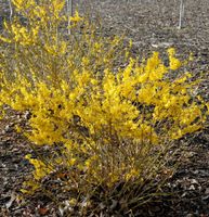 Forsythie Melee dOr 30-40cm - Forsythia Niedersachsen - Bad Zwischenahn Vorschau