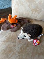 Ty beanie Baby Chocolate,Prickles Dortmund - Aplerbeck Vorschau