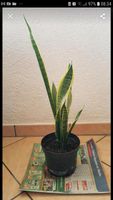 Sansevieria trifasciata /Bogenhanf 68 cm Hessen - Fürth Vorschau