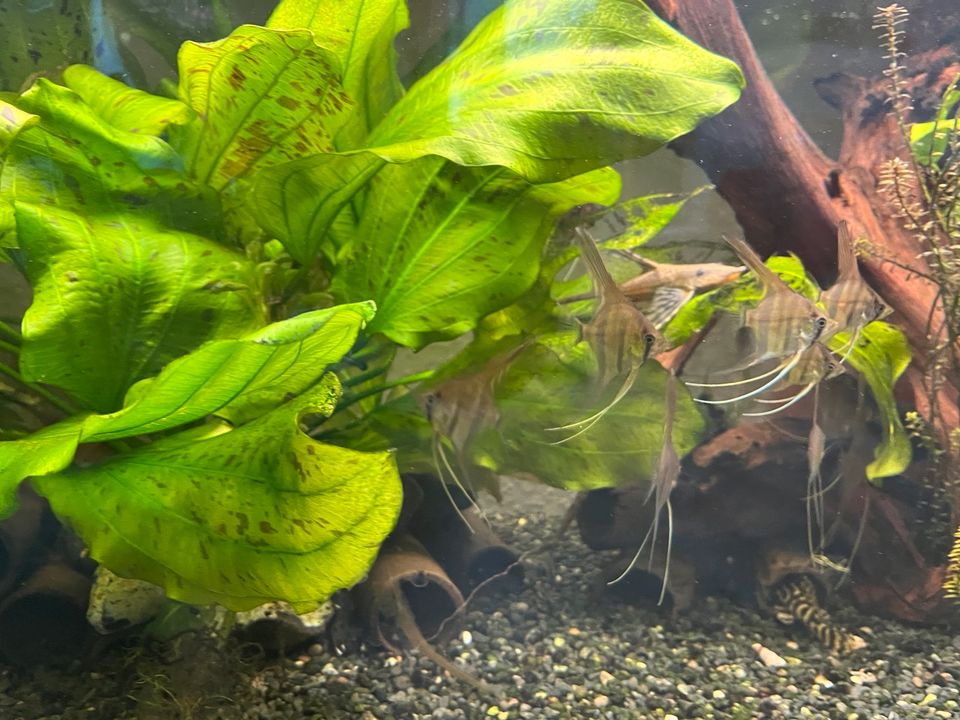 Rio Manacapuru Super Red Rotrückenskalar Skalar Barsch Raubfisch in Kloster Lehnin