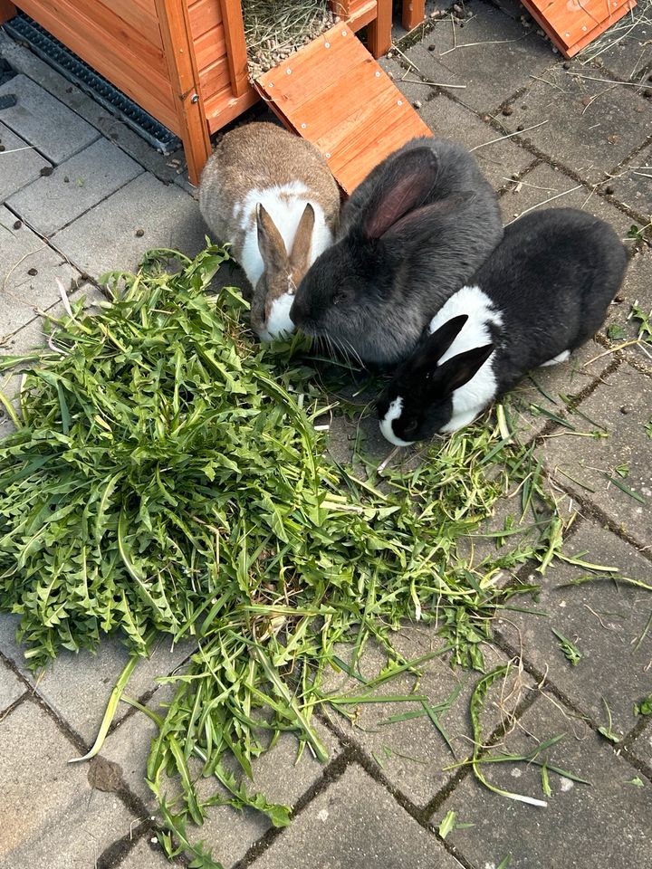 3 liebe Kaninchen suchen ein Zuhause in Ulm