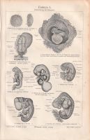 Lithografie Embryo I u. II Schwangerschaft Baby Fötus Antik Köln - Ehrenfeld Vorschau