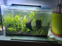 Blau Aquarium 38l (2x vorhanden) Nordrhein-Westfalen - Rheinbach Vorschau