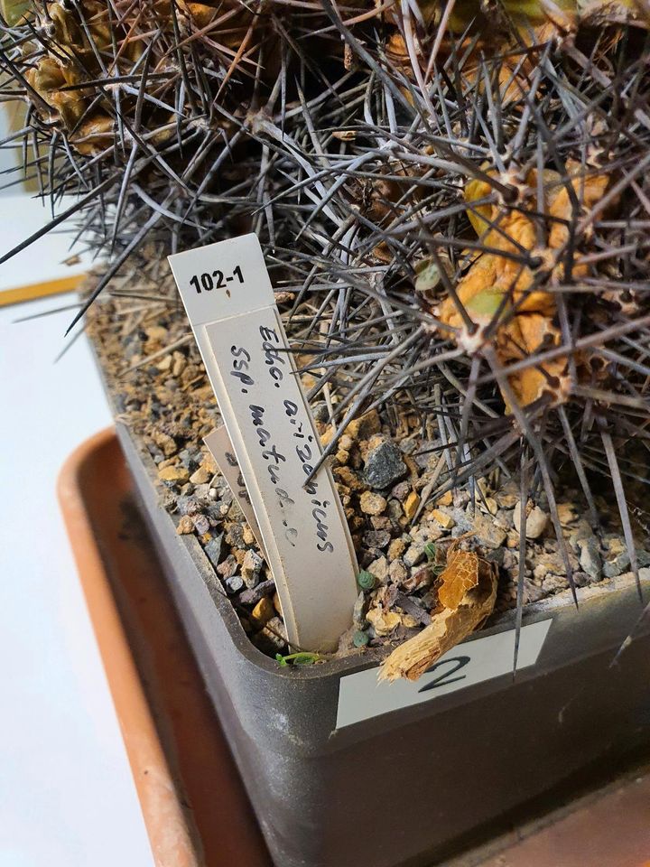 echinocereus arizonicus ssp. matudae Kaktus Zimmerpflanze in Leipzig