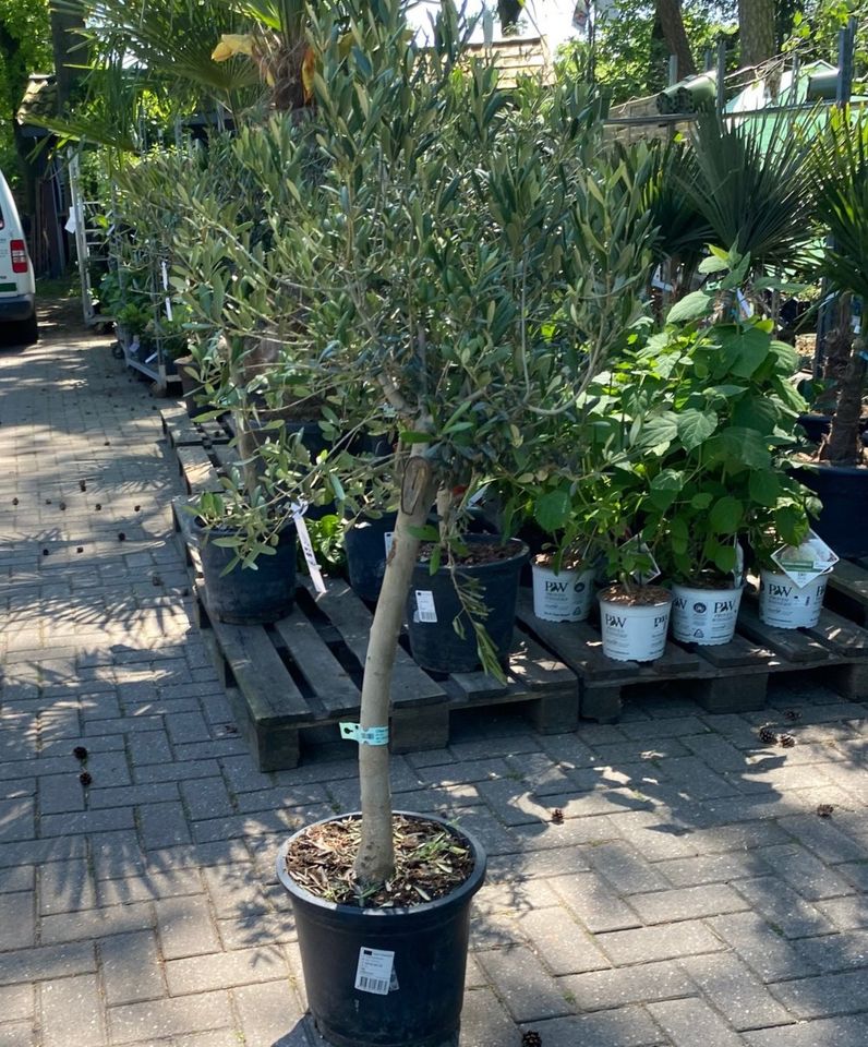 olivenbaum olea europae 130 cm olivenbäume in Wachendorf