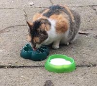 Katze vermisst Niedersachsen - Gorleben Vorschau