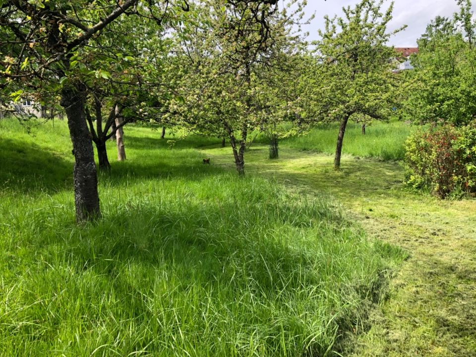 Garten mit Obstbaumbestand in Esslingen Hegensberg in Esslingen