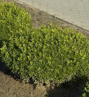 Buchsbaum Herrenhausen 30-40cm - Buxus sempervirens Niedersachsen - Bad Zwischenahn Vorschau