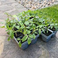 Tomaten Bio-Pflanzen noch 25 Stück Berlin - Treptow Vorschau