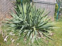 Palmlilie, Yucca, Fädige Palmlilie, Pflanze, Garten Bayern - Buchloe Vorschau