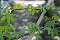 Liquidambar ´styracifua´ Amberbaum-großes Spalier Hessen - Dietzhölztal Vorschau