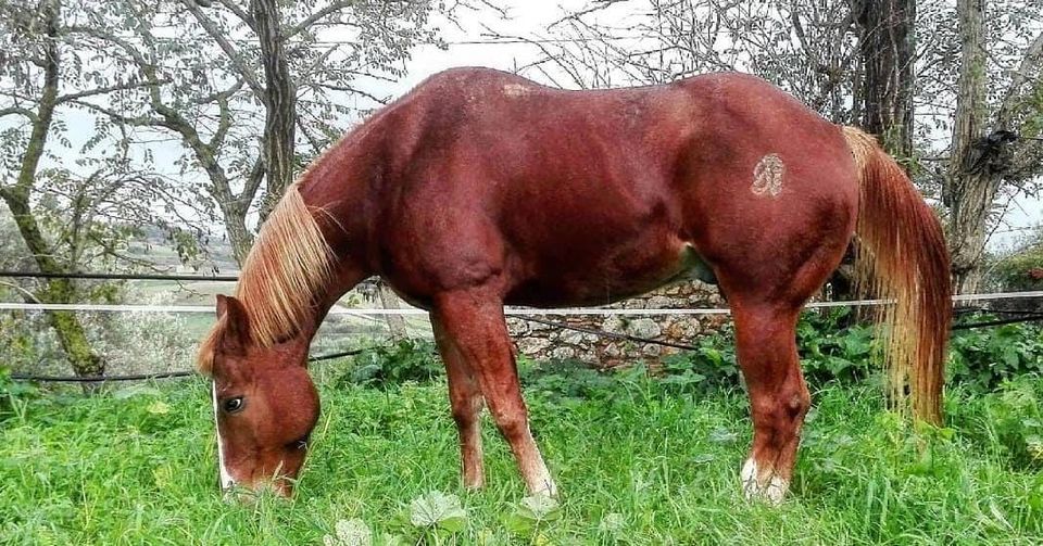 Quarter Horse Mix Wallach in Bad Endorf