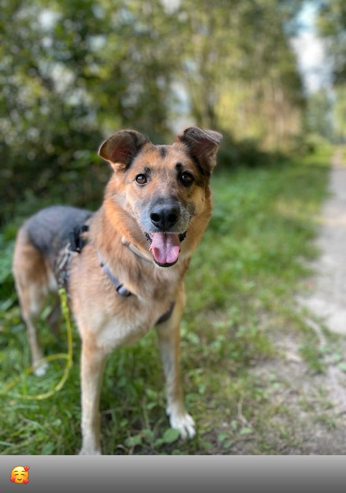 Schäferhund - Mix Hündin lieb und unkompliziert mittleres Alter in Börnsen