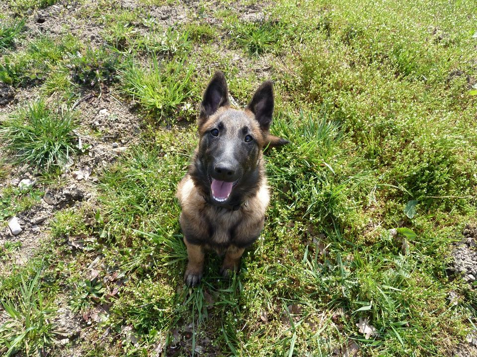 Mobile Hundeschule bietet individuelles Welpentraining in Husum