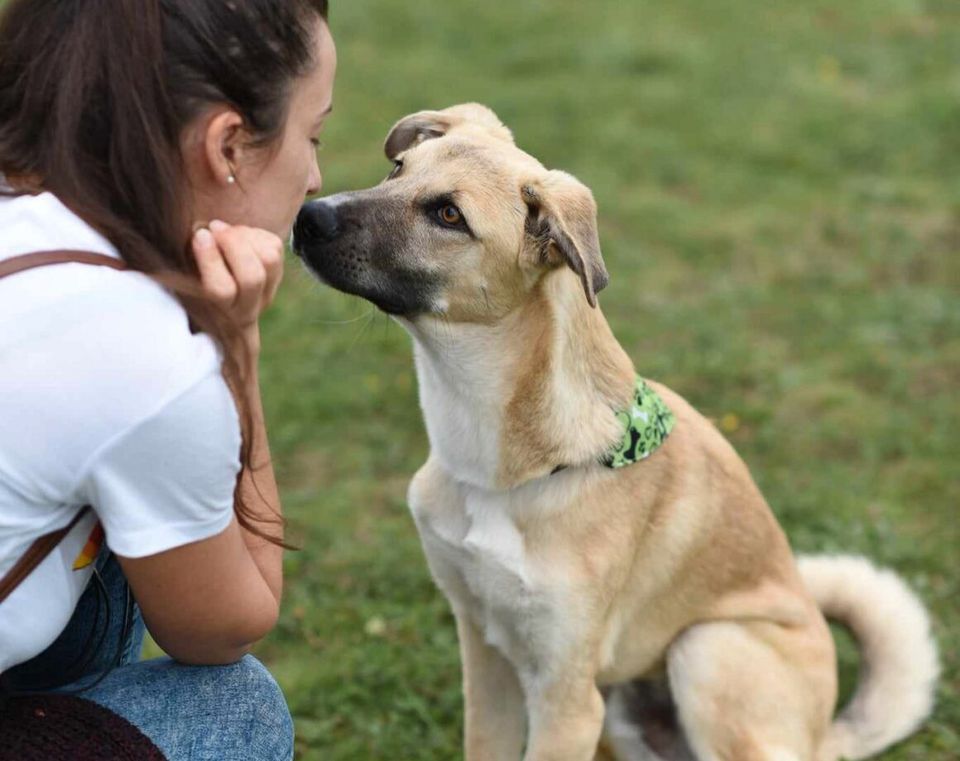 Alle Augen auf den süßen Max, er sucht sein Körbchen in Lingen (Ems)