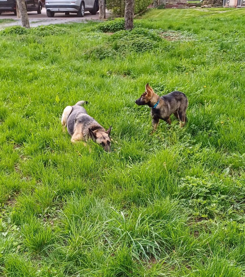 Senta Schäferhund Mix Hündin in Eschau