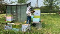 Bienenvölker auf Deutsch Normal Nordrhein-Westfalen - Wenden Vorschau