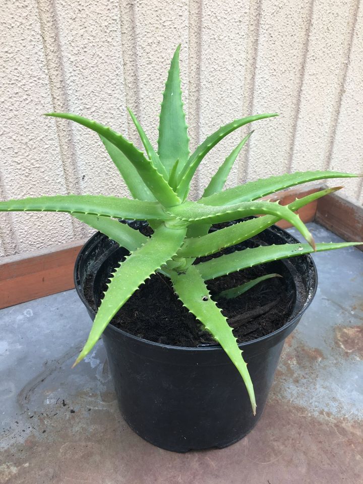 Blühende Aloe-Pflanzen, verschiedene Arten in Neu-Zittau