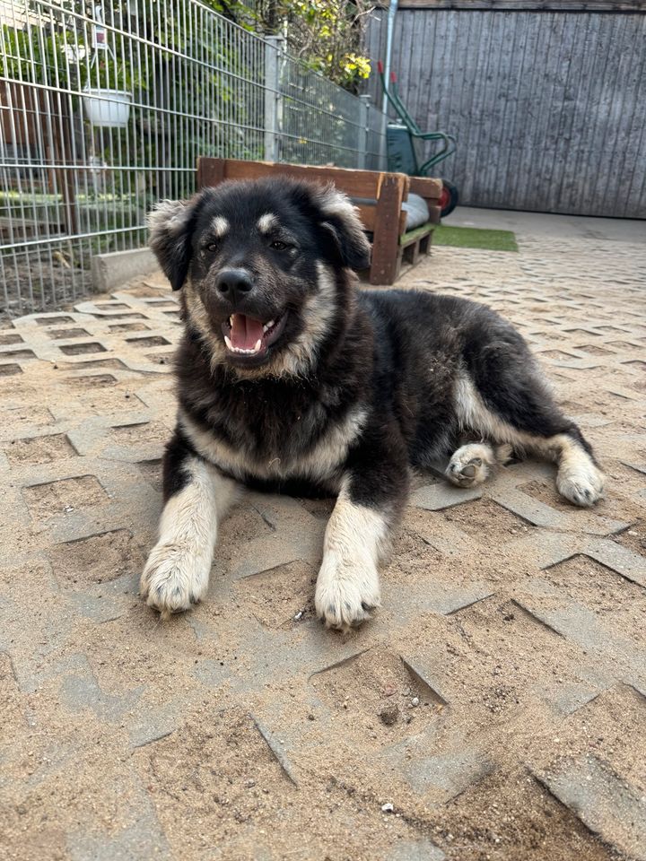 Verspielter BLUE ❤️ aus dem Tierschutz sucht seine Familie in Möckern