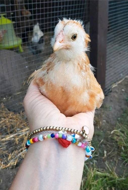 Ameraucana Reinrassig blaue Eier grünliche Eier bunte Eier in Nienburg (Weser)