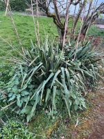 Palmlilien zum Selbstausbuddeln zu verschenken Essen - Rüttenscheid Vorschau