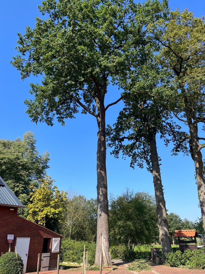 Baumpflege Baumfällung Wurzelfräsen in Saerbeck