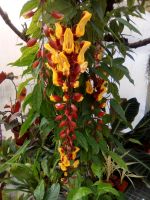 Thunbergia mysorensis - Himmelsblume Thüringen - Münchenbernsdorf Vorschau