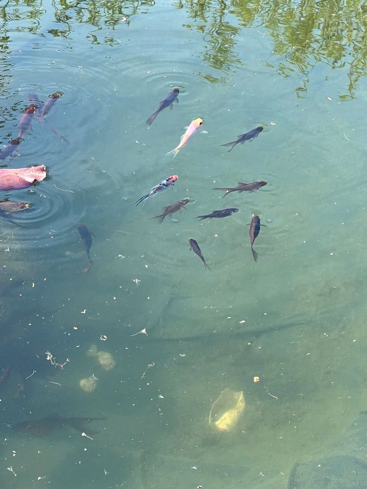 Fische für den Teich in Hohenmölsen