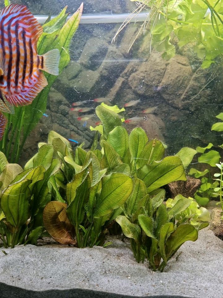 Aquarium Pflanzen # Echinodorus 'Kleiner Bär' in Dallgow