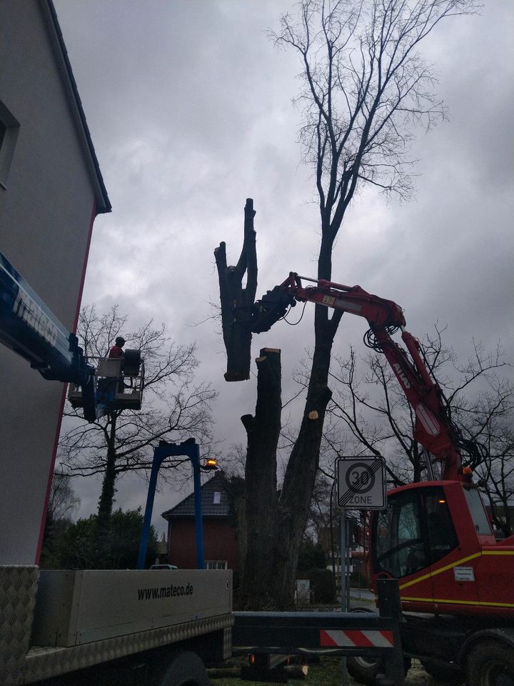 Professionelle Baumpflege und Baumfällung in Bremen