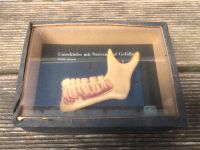 Skelett Unterkiefer Modell Wachs Schädel Hygienemuseum Dresden Brandenburg - Ahrensfelde Vorschau