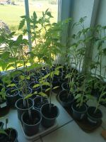 Tomatenpflanzen Paprikapflanzen Bayern - Schöllnach Vorschau