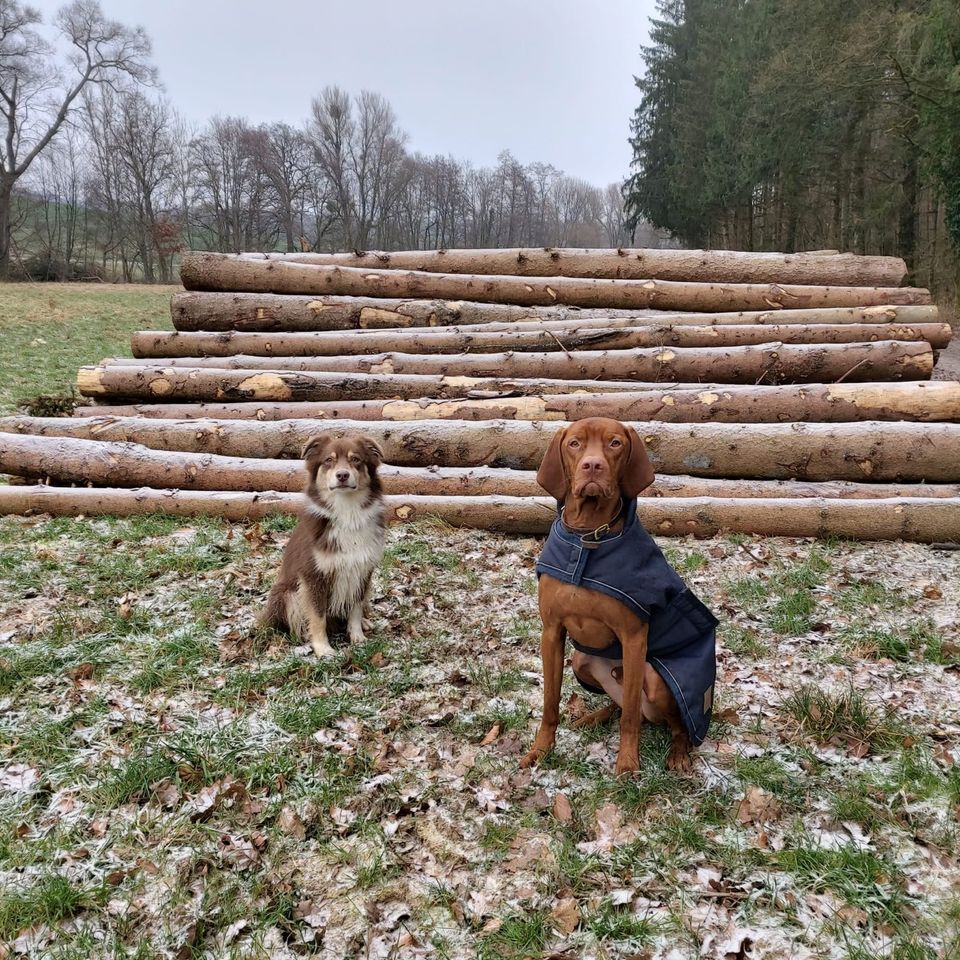 Hundesitter für Australien Sheperd & Magyar Viszla in Wiesenbach