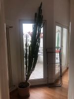 Kaktus + topf Mitte - Wedding Vorschau