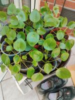 Pilea Zimmerpflanze Ufopflanze Pfannkuchen Pflanze zu verschenken Niedersachsen - Dörverden Vorschau