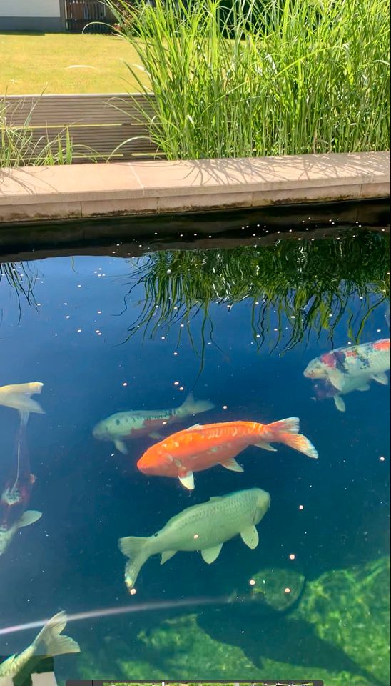 Koi Jumbo-Koi Teichauflösung in Kreuztal