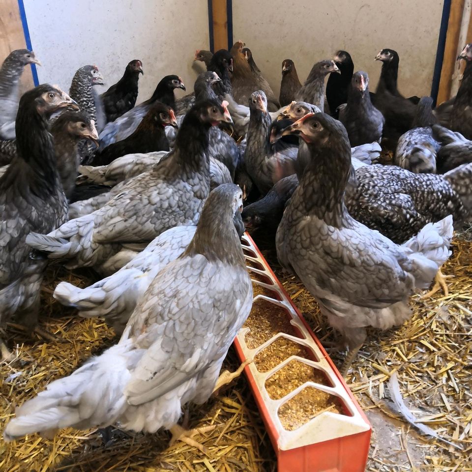 Huhn-Hühner-Hahn-Hennen Sussex, Maran, Grünleger, Leghorn........ in Dresden