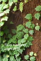 Ficus scandens quercifolia Kletterpflanze für's Regenwaldterrariu Baden-Württemberg - Oppenweiler Vorschau