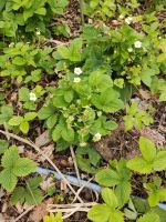 Wild Erdbeeren zu verkaufen Thüringen - Erfurt Vorschau