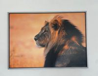 Ikea Wandbild Afrika Löwe 140x100 cm Güstrow - Landkreis - Güstrow Vorschau