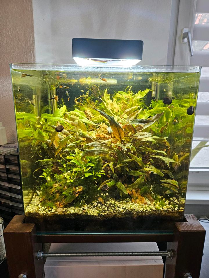 90 Liter Nano Cube Aquarium Komplett mit Technik. in Duisburg