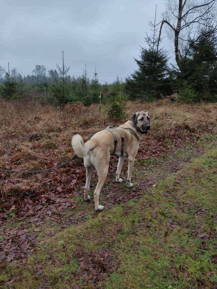 Traumzuhause für Rüde aus dem Tierschutz gesucht in Vaalermoor 