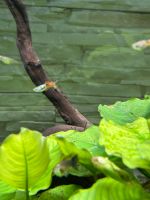 Guppies Endlerguppeies Aquarium Fische Baden-Württemberg - Kornwestheim Vorschau