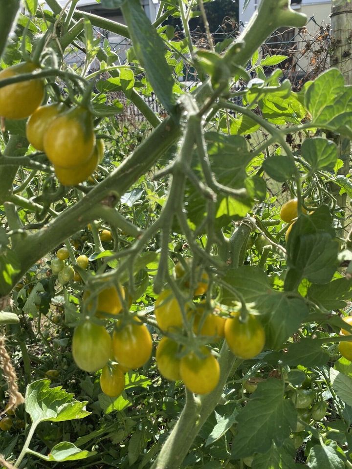 Tomatensamen Cocktail- Kirschtomaten Mix Alte Sorten in Esslingen