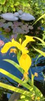 Sumpf Schwertlilien gelb Teich Pflanzen Gartenpflanzen Rheinland-Pfalz - Worms Vorschau
